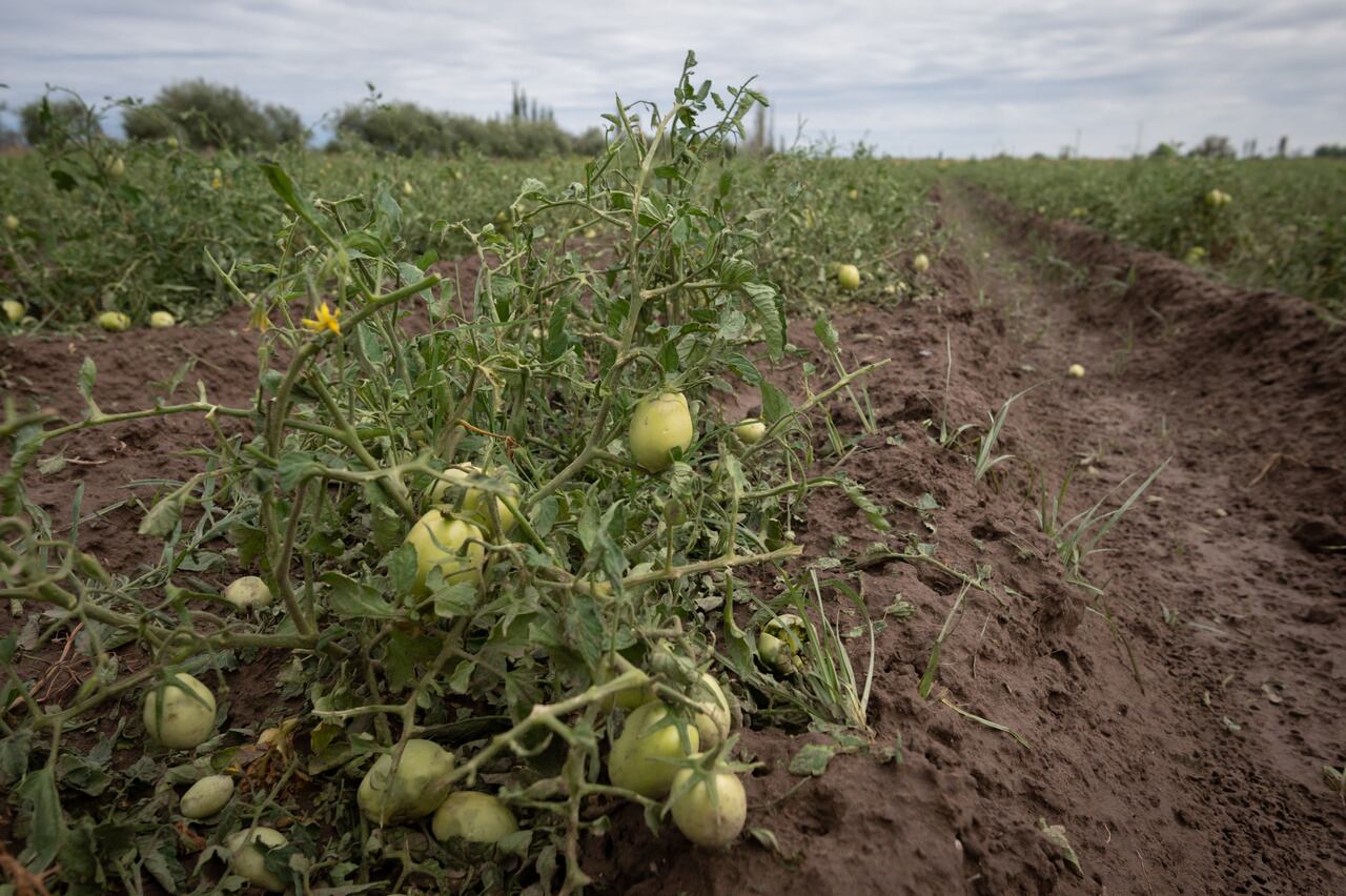 Los frutales fueron uno de los dañados por el granizo. Imagen ilustrativa. 

Foto: Ignacio Blanco / Los Andes 