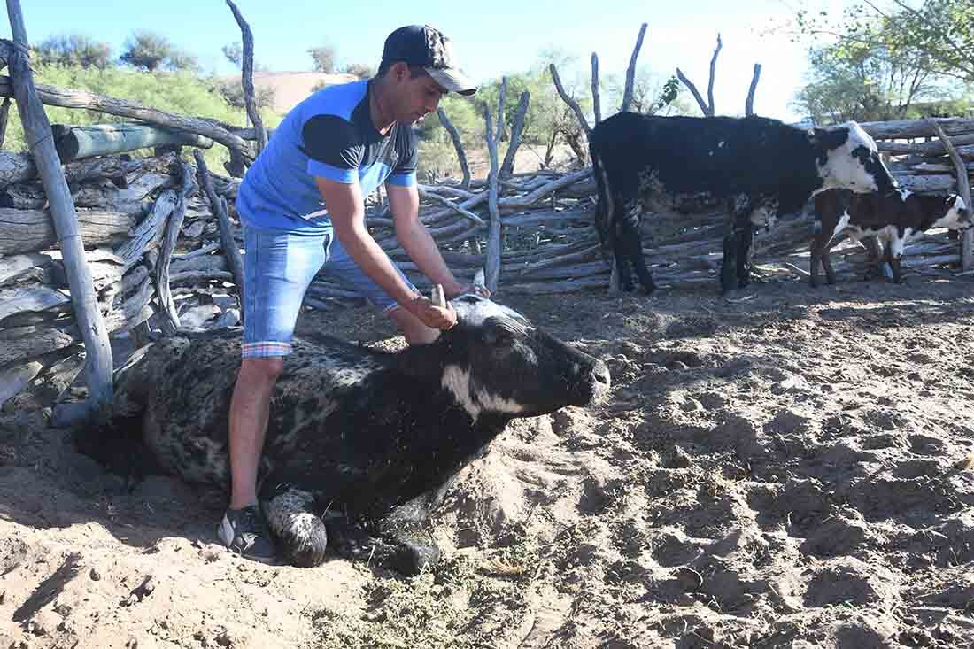 Gustavo Gonzalez de un puesto del paraje El cavadito en el corral con una vaca que murió por la falta de pasturas y agua. Foto José Gutierrez