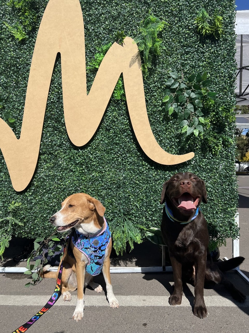 ¡Mascotas de Shopping! Todo listo para la tercera edición del Pet Fest