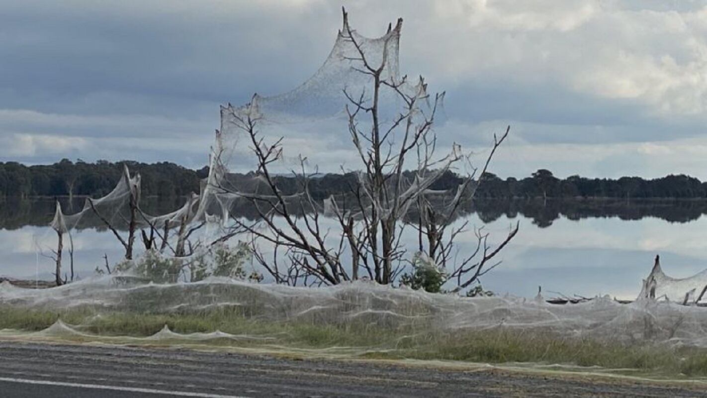 Telarañas en el sureste de Australia - 