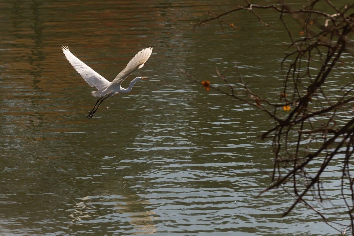 Naturaleza autóctona en el Parque San Martín / Fotos: Ignacio Blanco / Los Andes