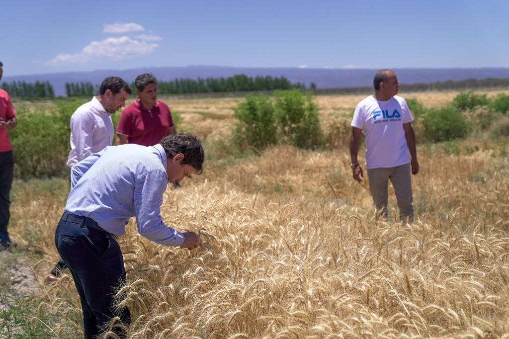 Los campos de trigo en 25 de Mayo.