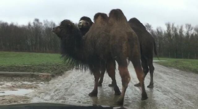 Una familia inglesa se llevó un gran susto cuando un camello se sentó en el capot de su auto. Foto @stephenmoyes