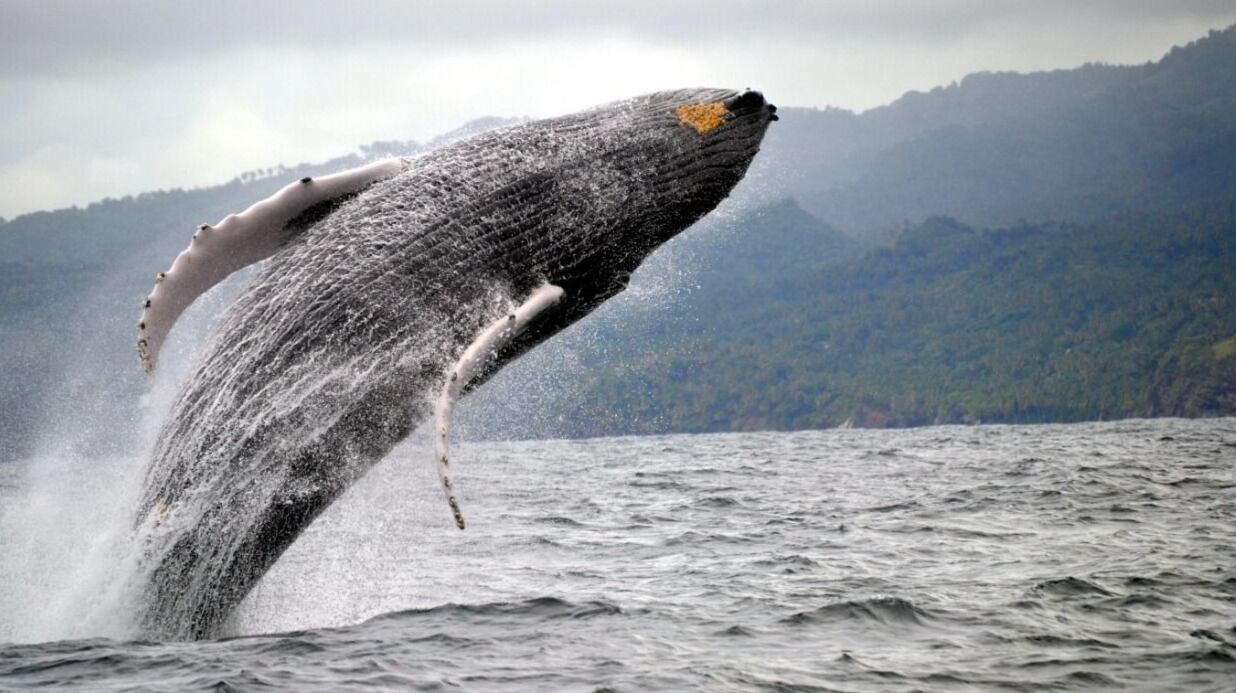 Una ballena se tragó a un pescador y luego lo expulsó.