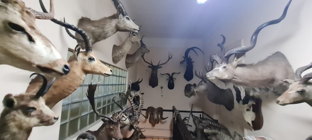 Ambiente decomisó una gran colección de animales taxidermizados de la fábrica de chocolates FeltFort.