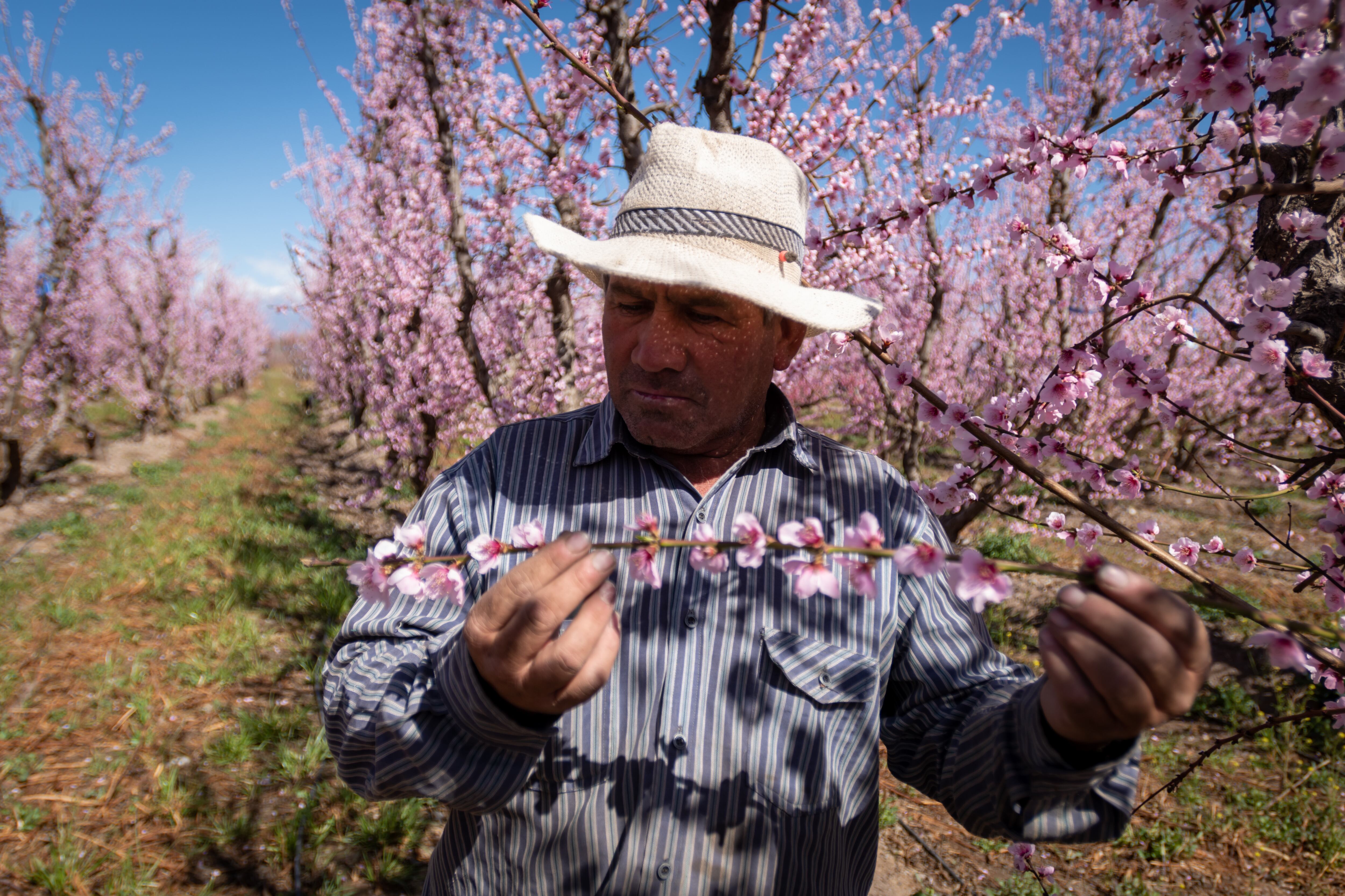 Pinta muy bien. Un trabajador analiza el esfuerzo de meses a horas de la llegada de la primavera.