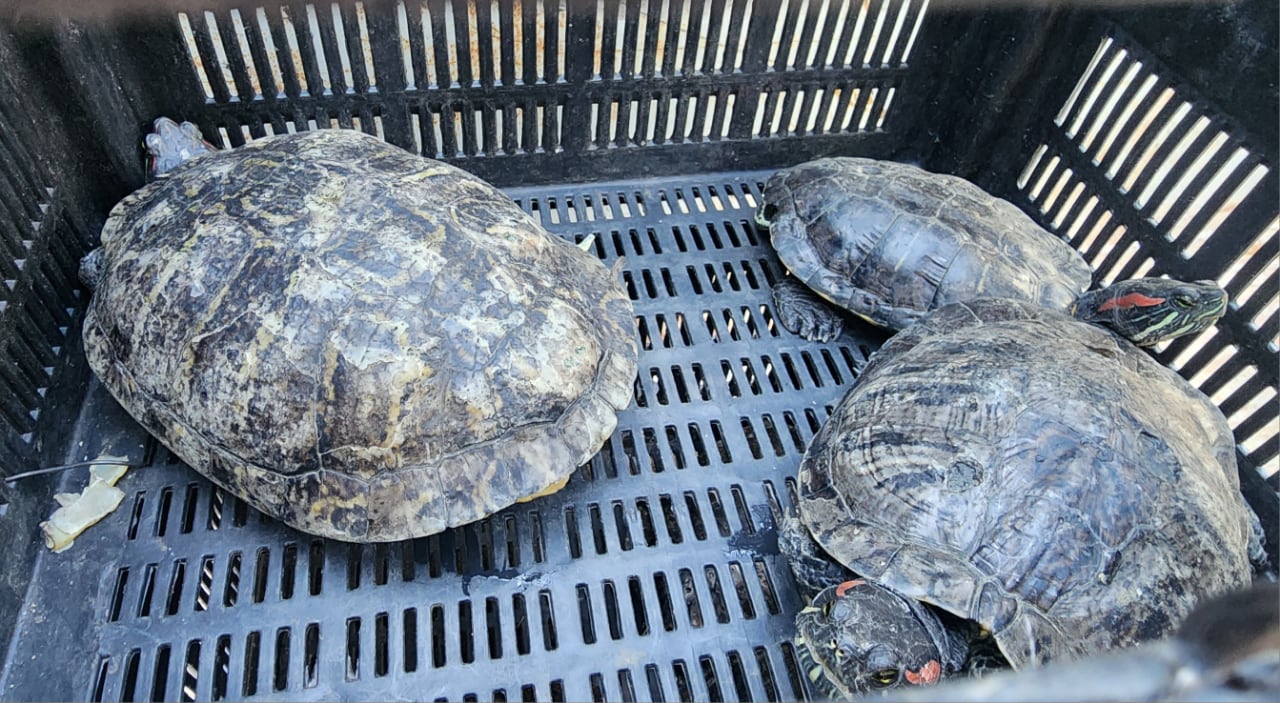 Trasladaron más de sesenta tortugas