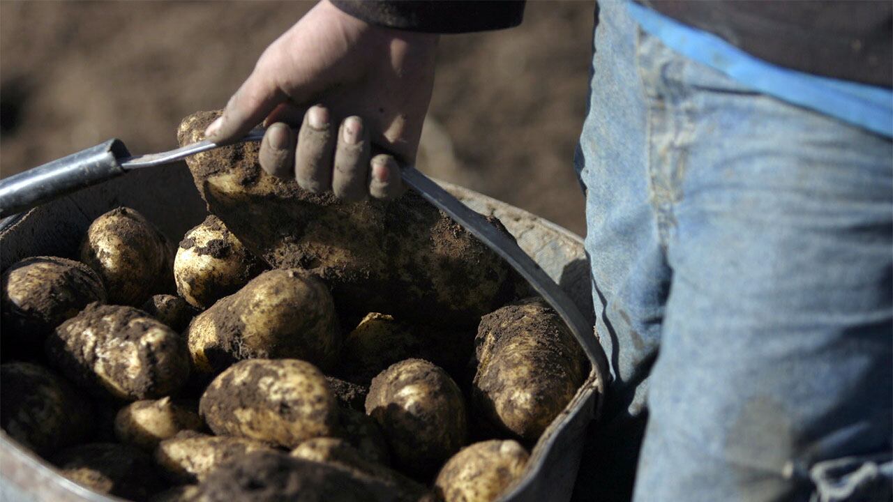 En la provincia se producen papas que se comercializan en el resto del país. Foto: Walter Moreno / Los Andes.