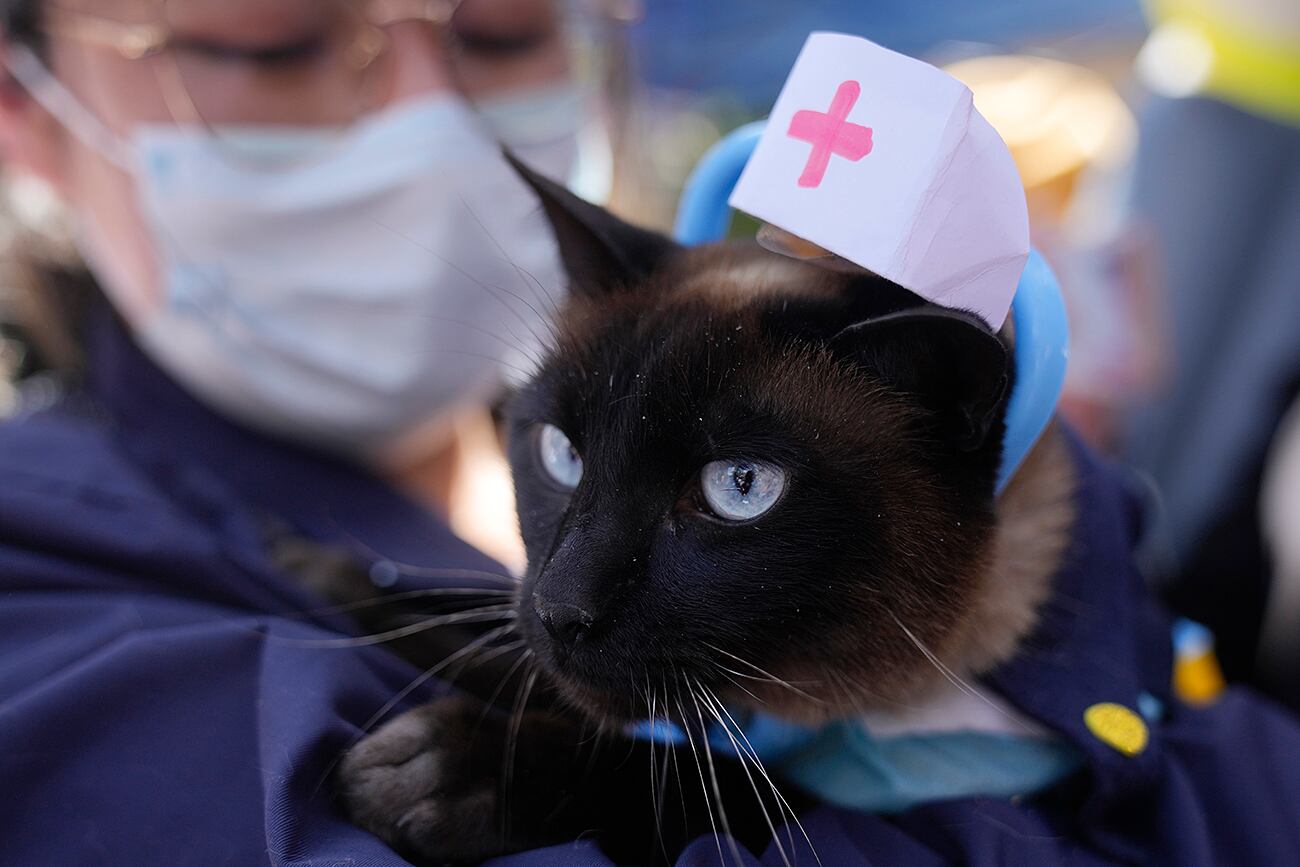 Es mucho más común ver a gatos vestidos con ropa o accesorios humanos en los videos 