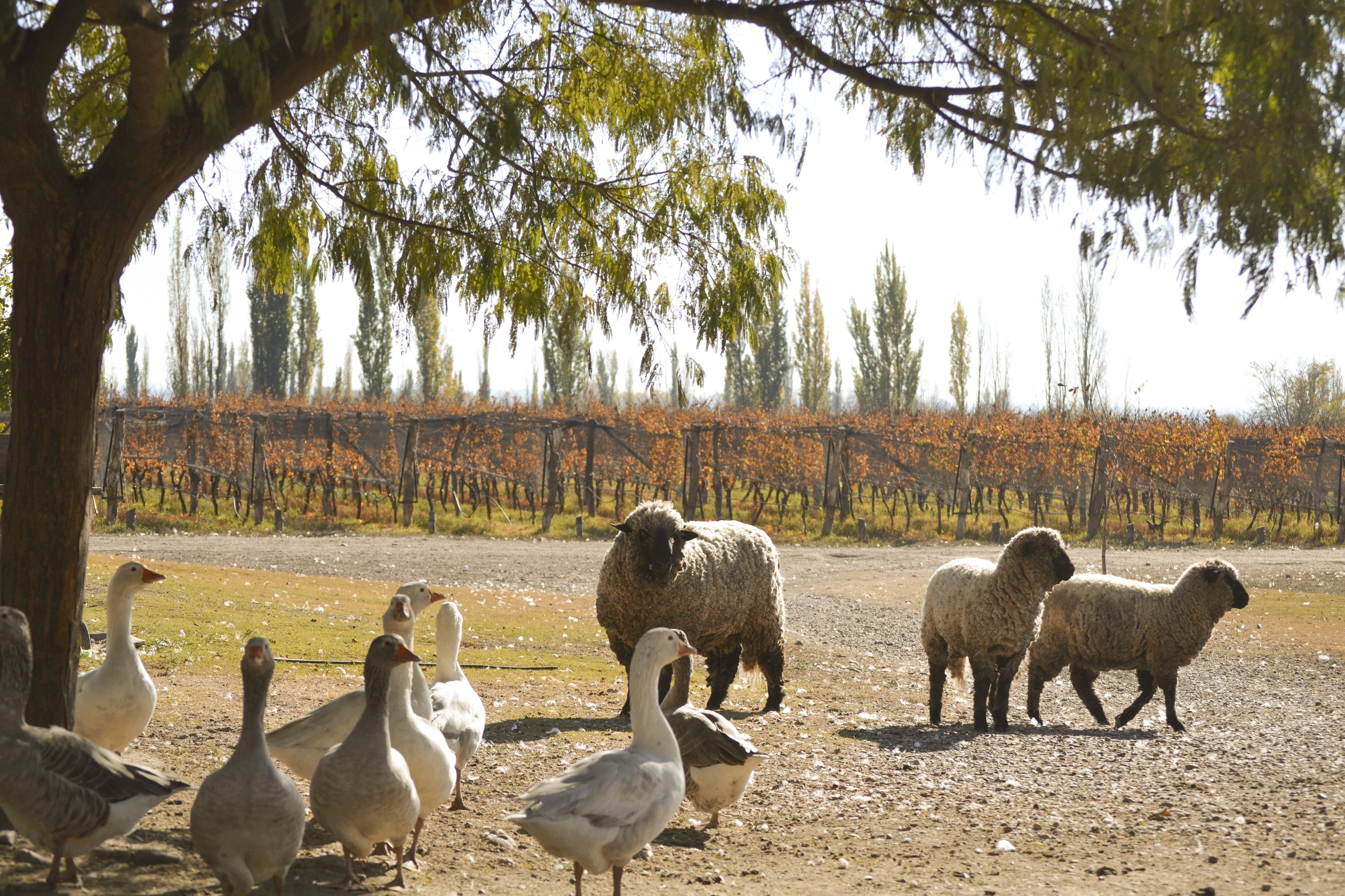 Vitivinicultura orgánica y biodinámica. Bodega Alpamanta. Foto: Gentileza