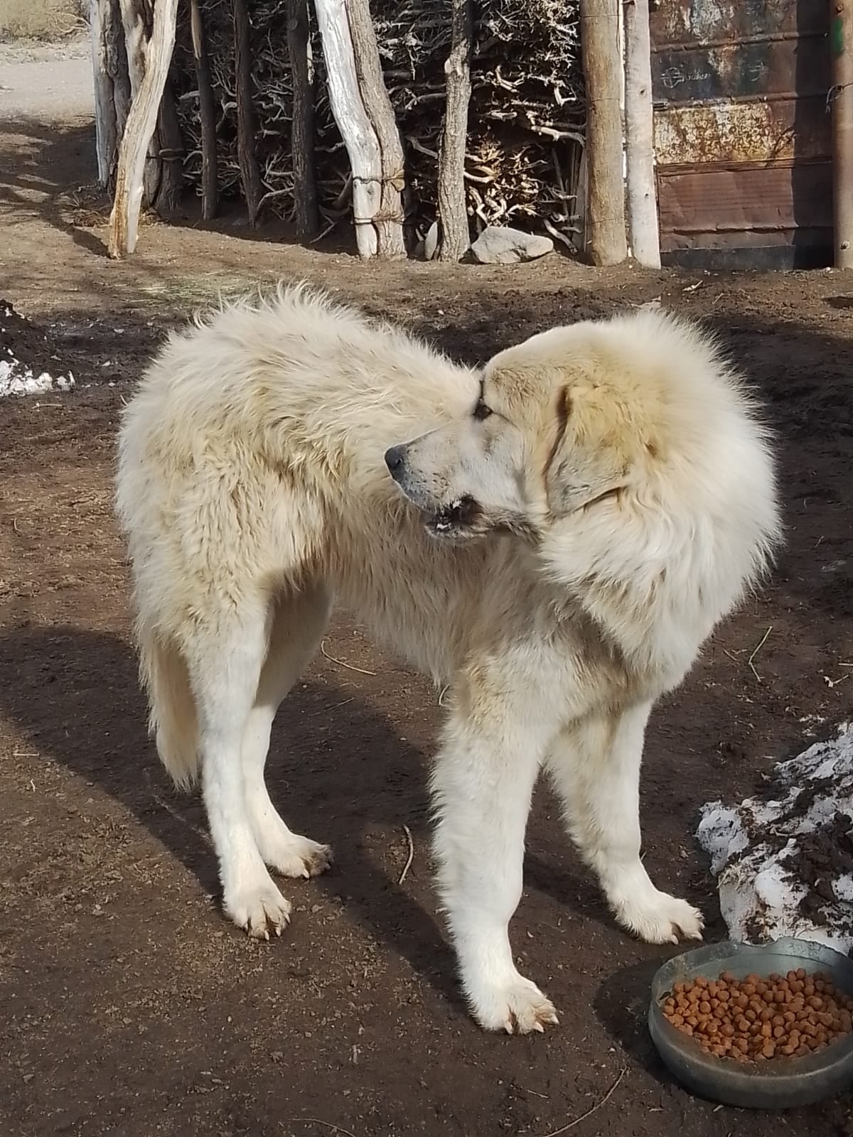 Un perro mantuvo vivas a 30 cabras en medio de la cordillera y durante 10 días de temporal de nieve. Foto: Gentileza