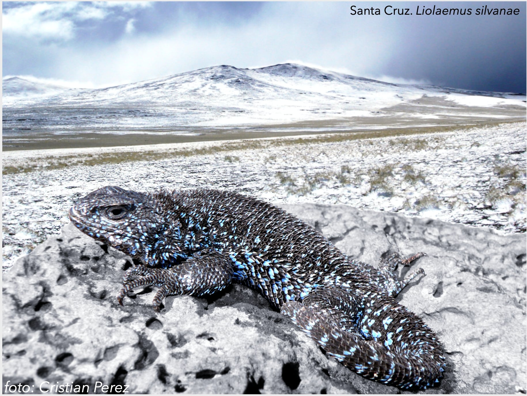 Liolaemus silvanae, especie endémica que aparece en la provincia de Santa Cruz. Foto crédito: Cristian Hernán Fulvio Pérez.