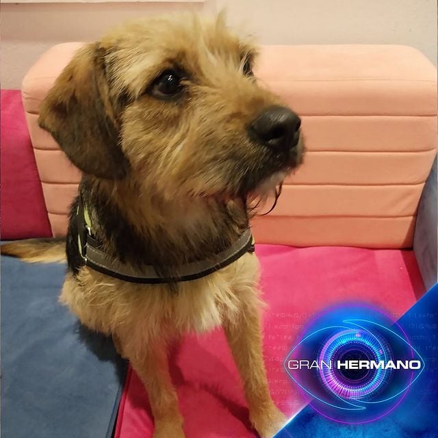 Así está hoy Bigote, el perro de la edición chilena de GH