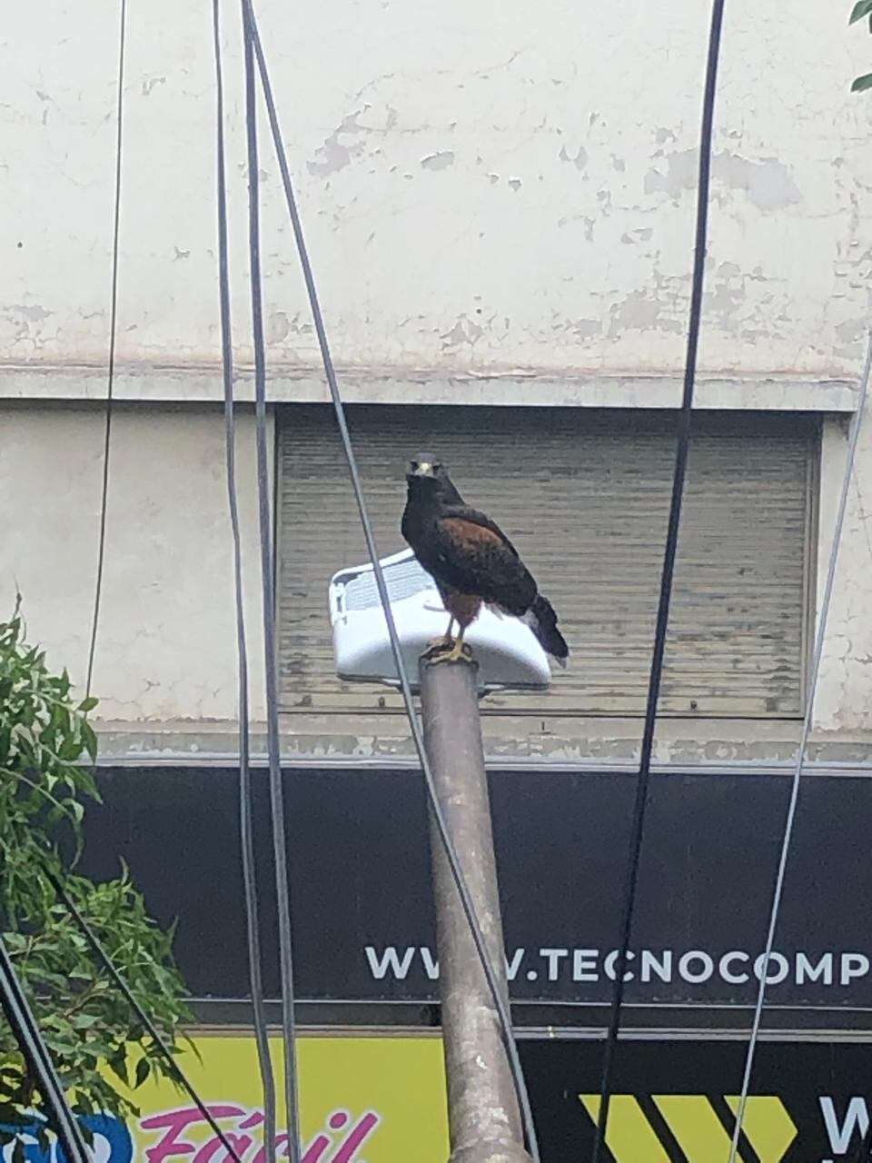 Las majestuosas aves que se ven más con más frecuencia en el centro y ayudan a controlar plagas: piden no atacarlas. Foto: Gentileza Daniel Estrella