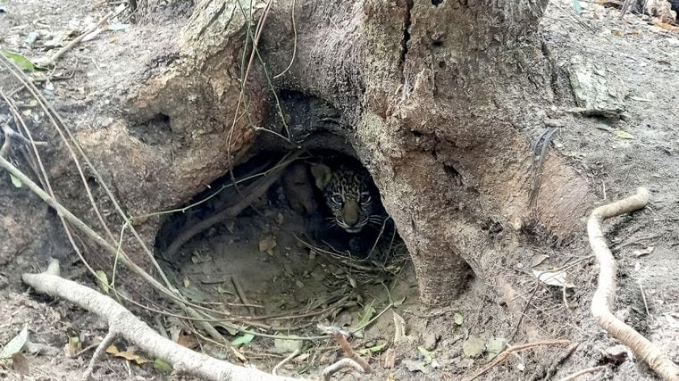 Dos yaguaretés silvestres nacieron en los Esteros del Iberá tras 70 años de extinción en Corrientes. Foto: Web