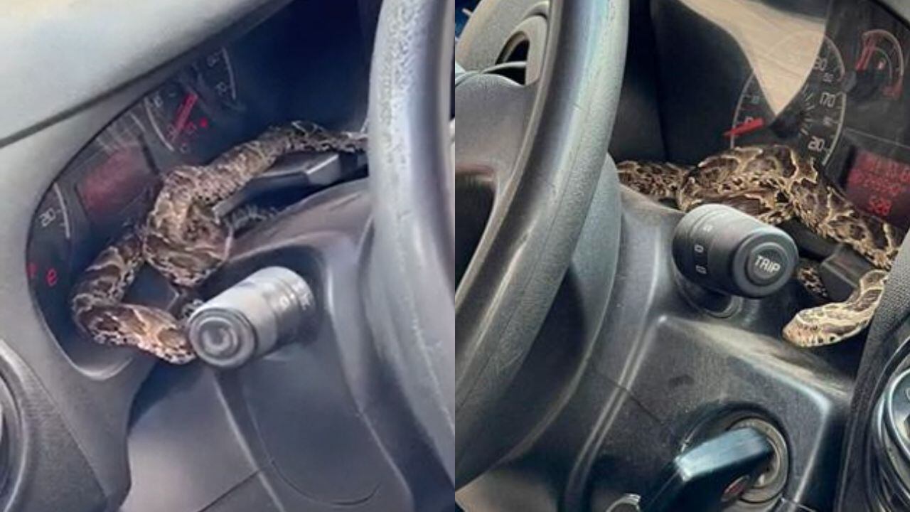 El dueño del auto salió rápidamente del auto tras encontrarse con el reptil.