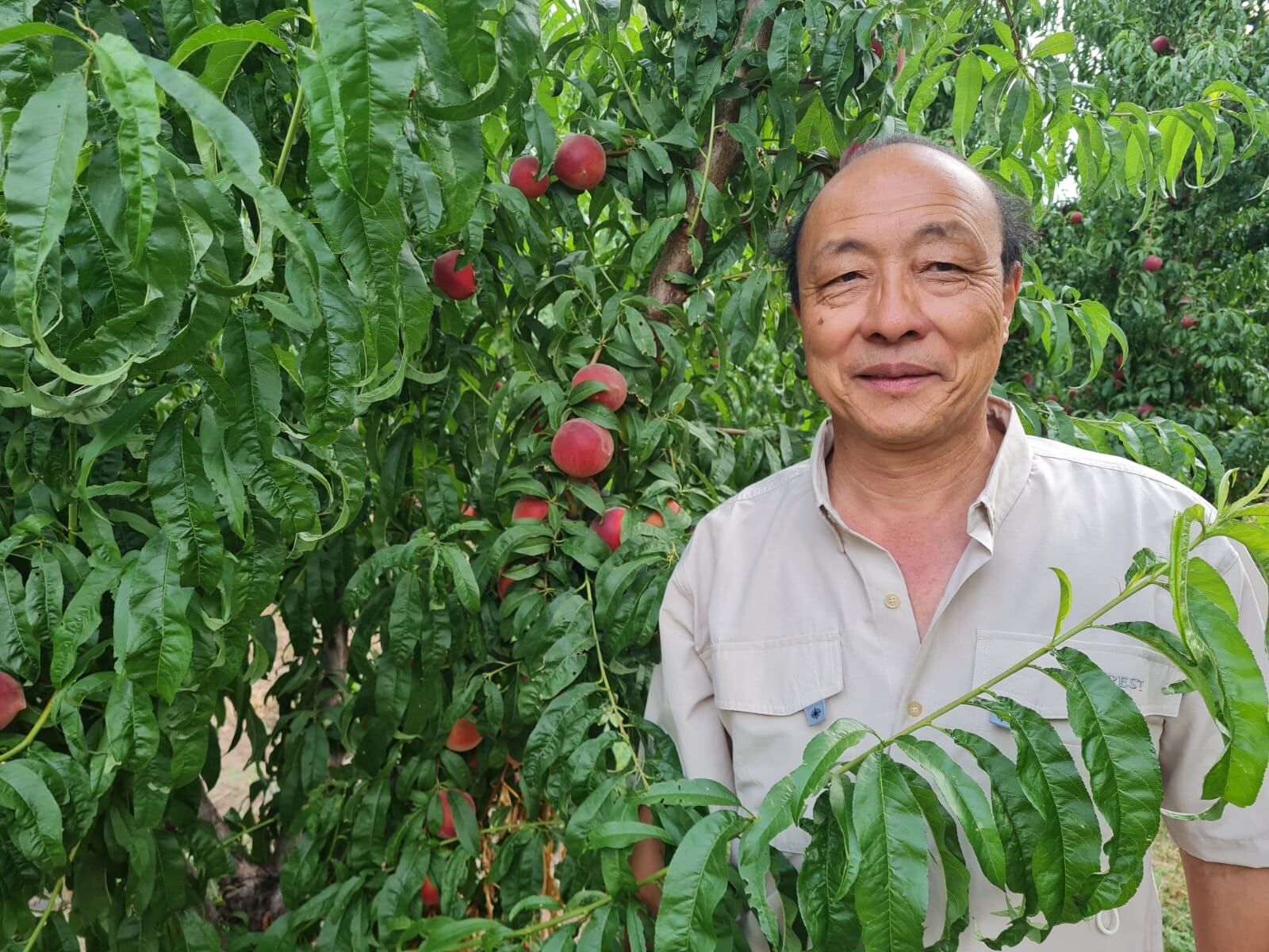 Arturo Morozumi, productor frutícola de San Rafael.