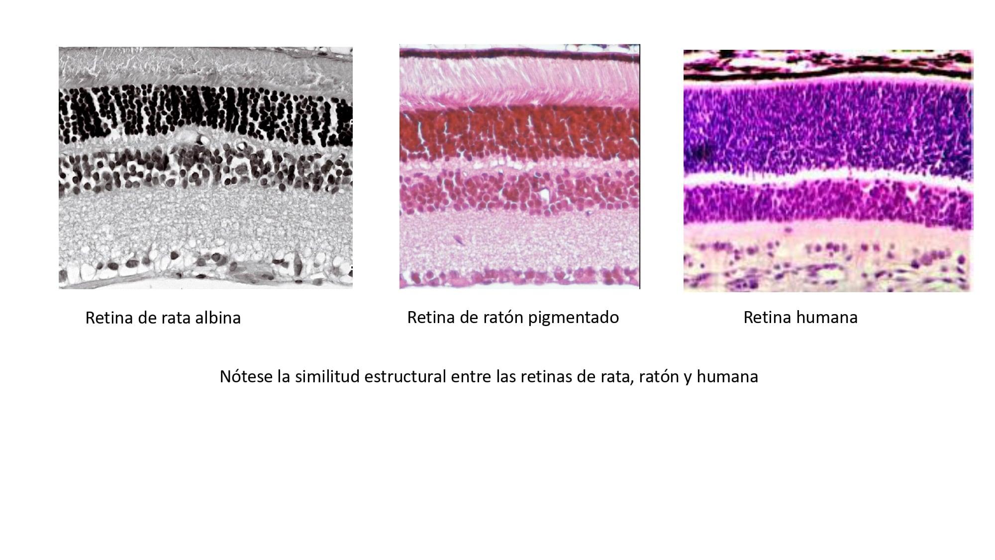 Diferencias entre las retinas de roedores  y una retina humana. Imagen: Ruth Estela Rosenstein.