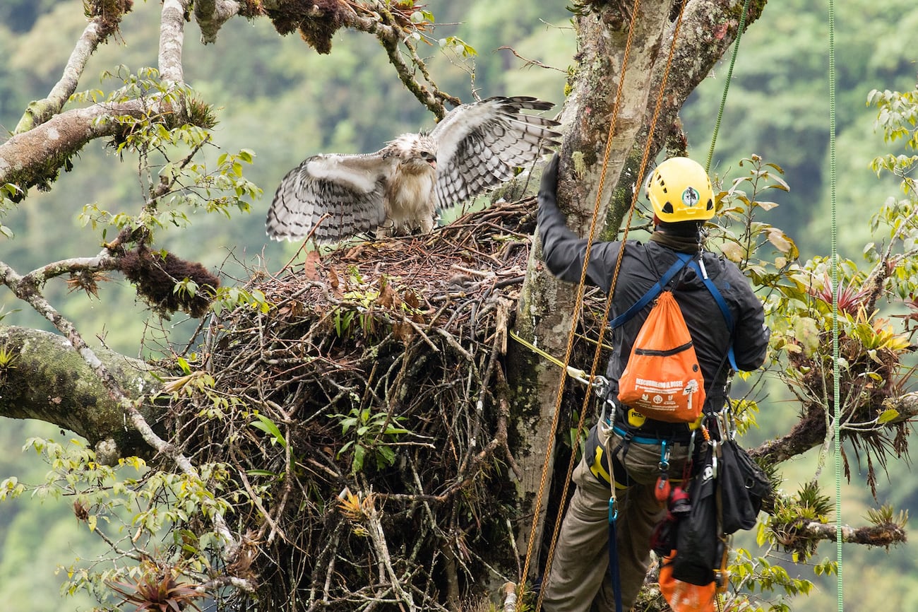 Un investigador del proyecto con un bello ejemplar de águila poma o juvenil. Foto: Gonzalo Ignazi