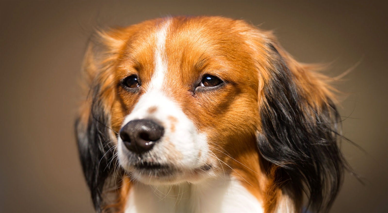 Kooikerhondje