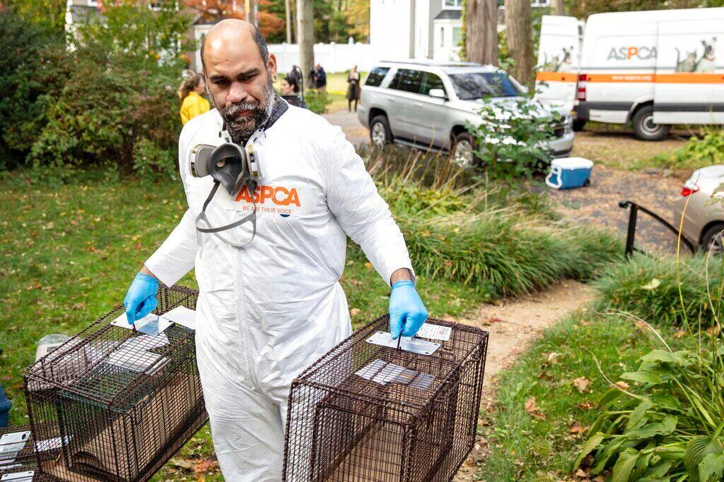 Un trabajador de la ASPCA lleva recintos para algunos de los casi 300 conejos, aves y otros animales rescatados de una casa en Miller Place, NY (Foto: AP)