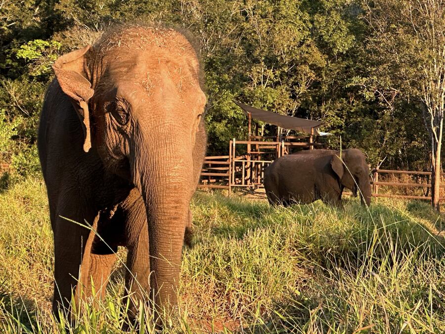 Fotos y videos: con mucho calor, pese a ser invierno, la elefanta Guillermina se volvió “noctámbula” en Brasil. Foto: Santuario Global de Elefantes