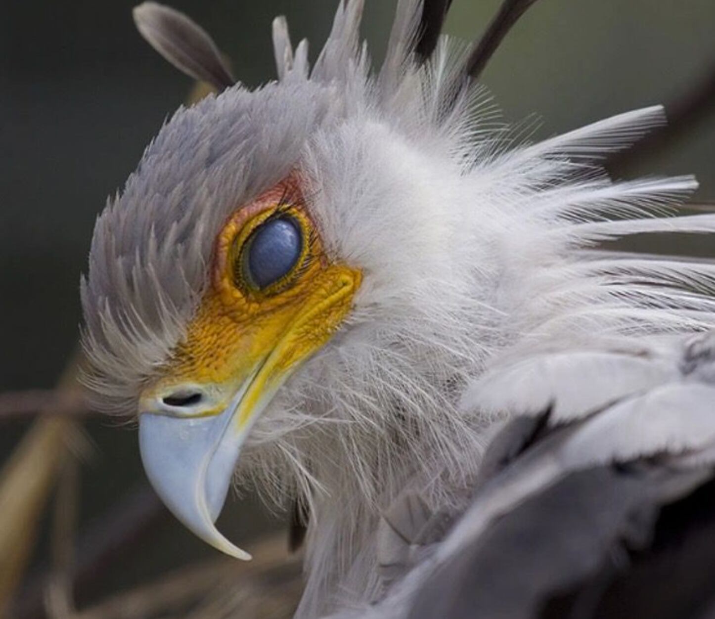 Pájaro secretario