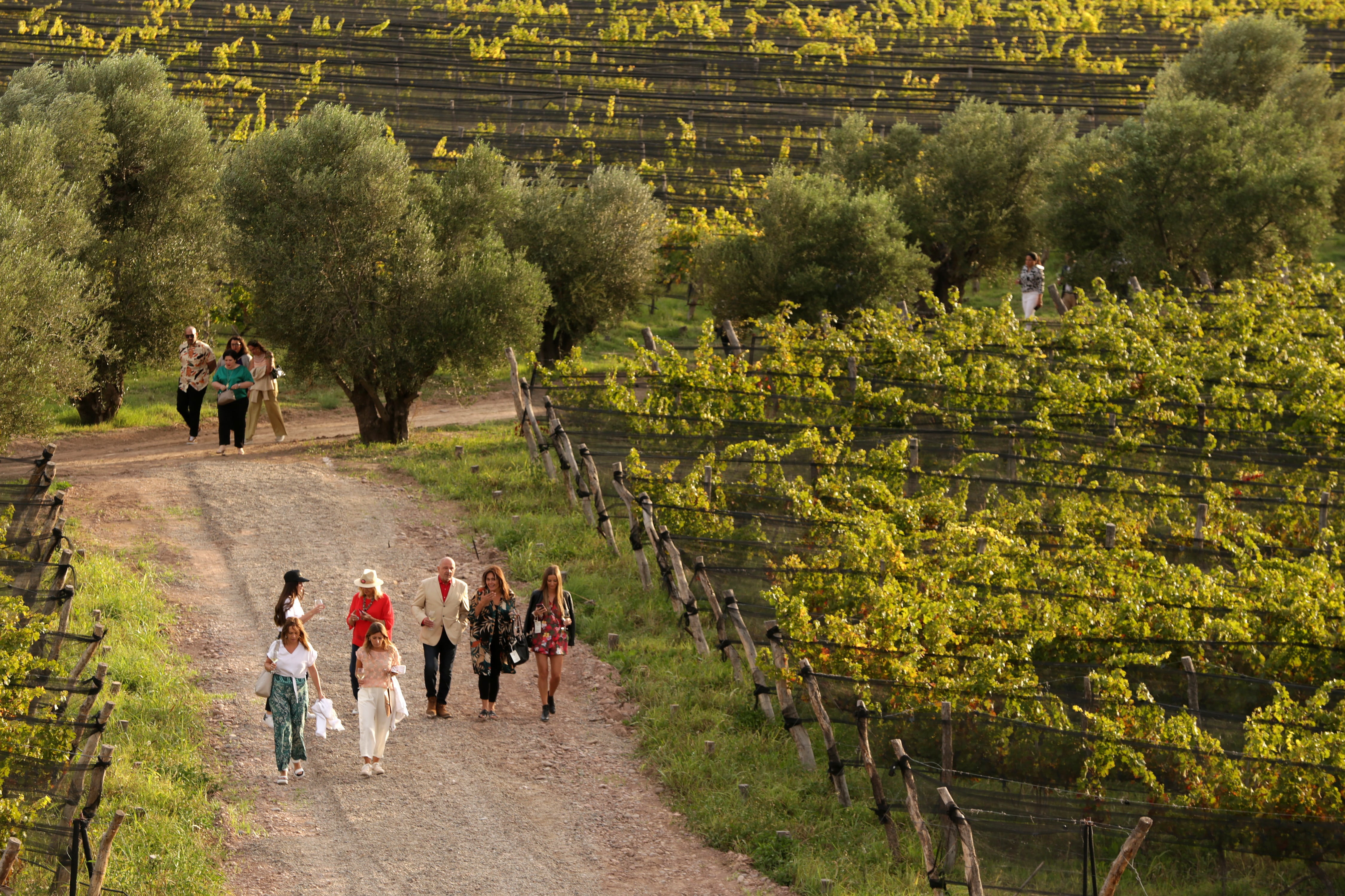 Vitivinicultura orgánica y biodinámica. Bodega Alpamanta. Foto: Gentileza