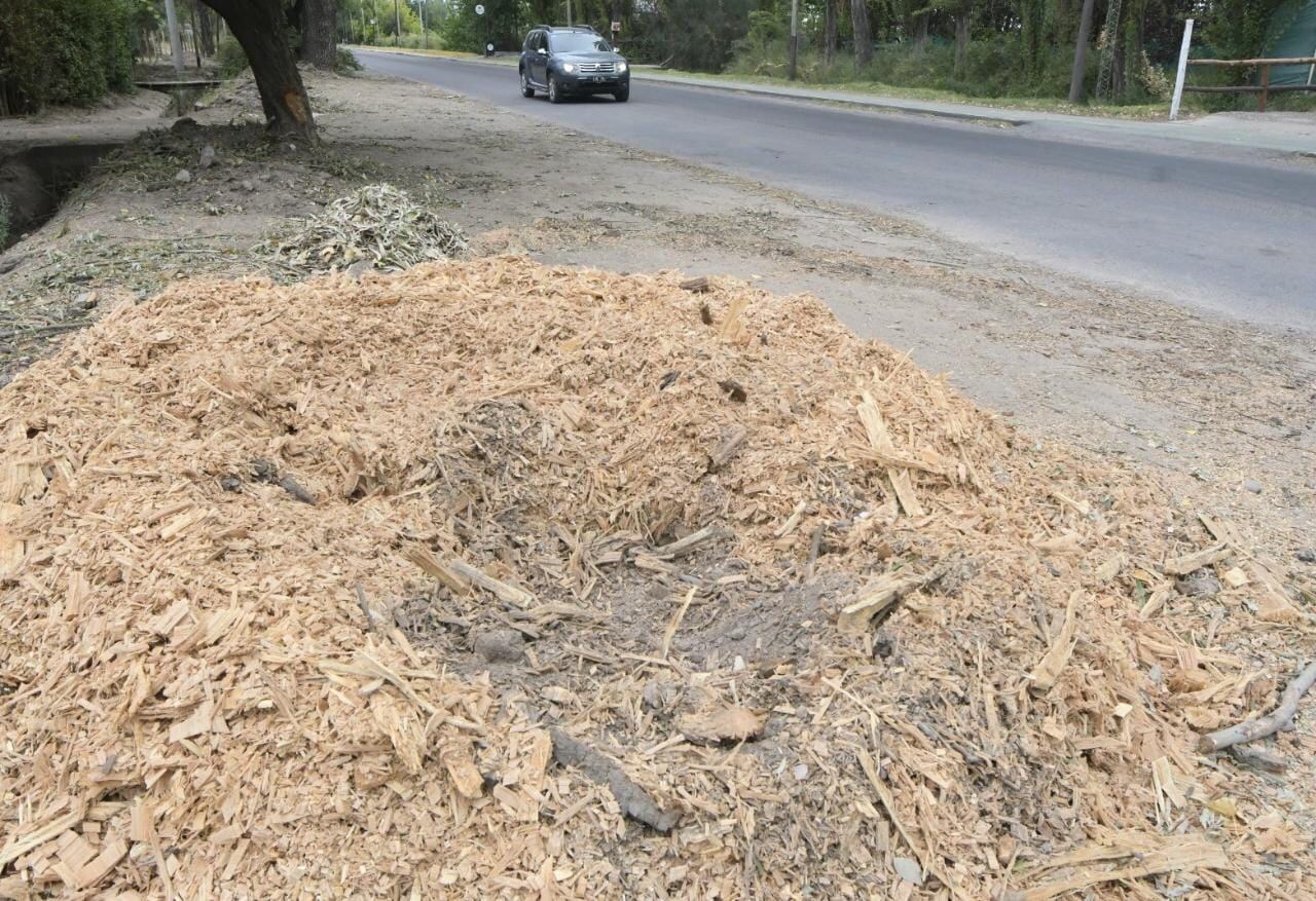 Denuncian “tala indiscriminada” en calle Guardia Vieja, pero Luján aclara que son árboles “decrépitos”. Foto: Orlando Pelichotti / Los Andes.