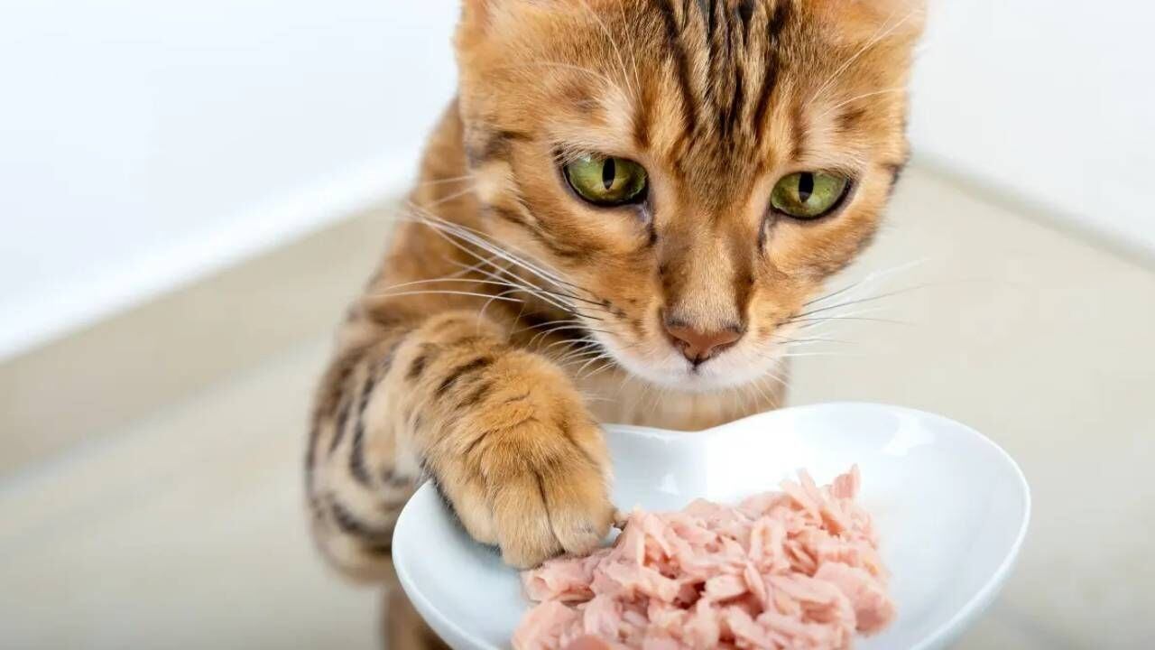 Según especialistas, este es el motivo por el que los gatos no comen toda su comida