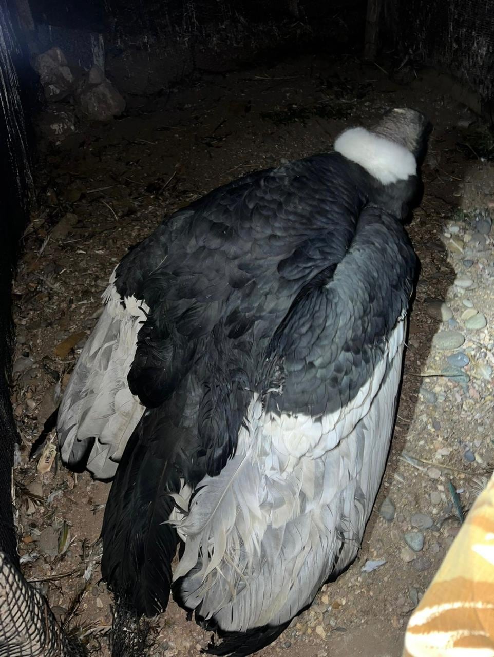 La Policía Rural rescató un cóndor en San Rafael.