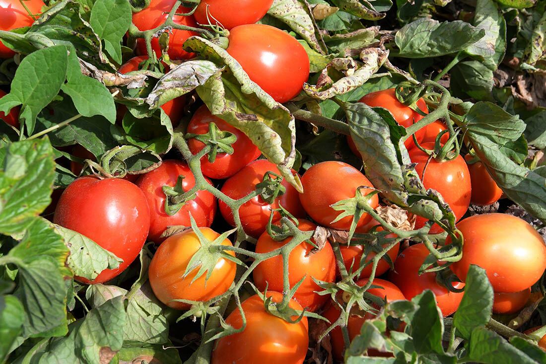 Cuyo es la principal región para la producción y elaboración del tomate con destino industrial. Foto Orlando Pelichotti / Los Andes