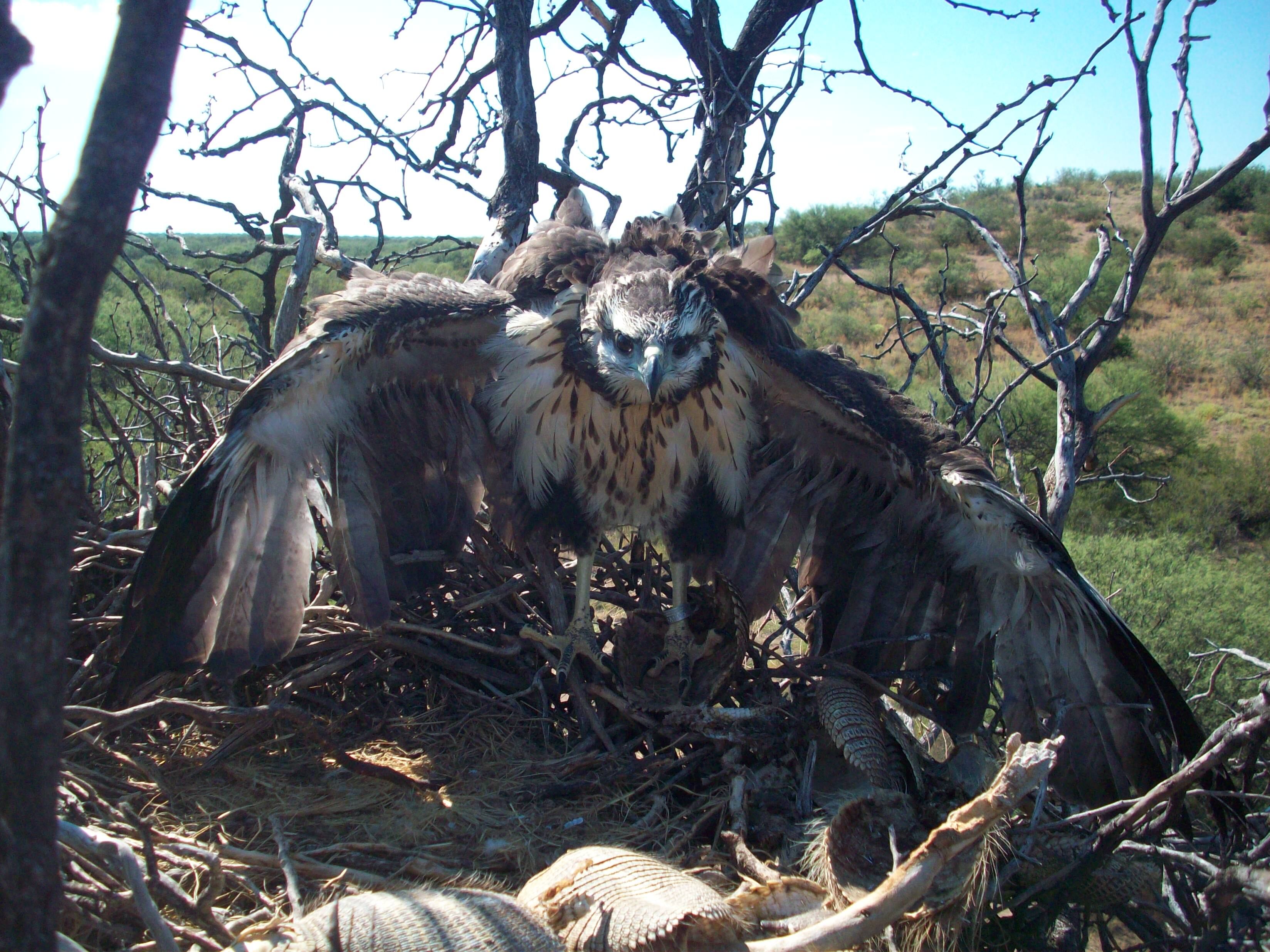 Una de las imágenes del águila coronada rescatada en Ñacuñán y que está en plena rehabilitación en Buenos Aires.