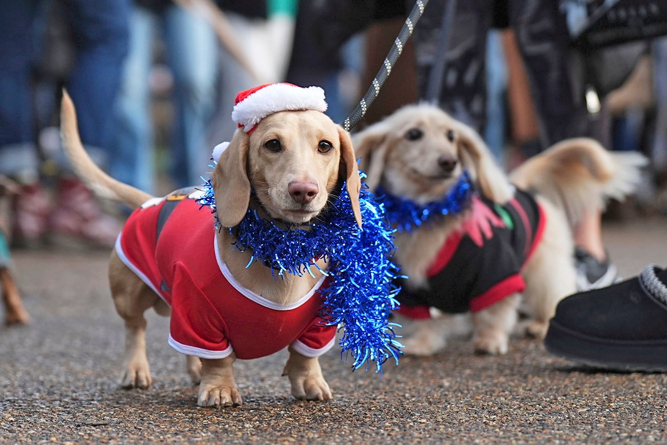 Perros en la caminata anual de salchichas de Hyde Park en Londres. (AP)