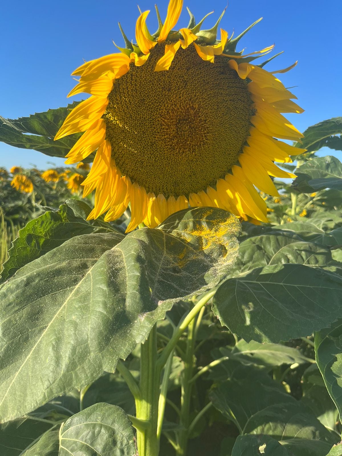 Lluvias cordoba girasol