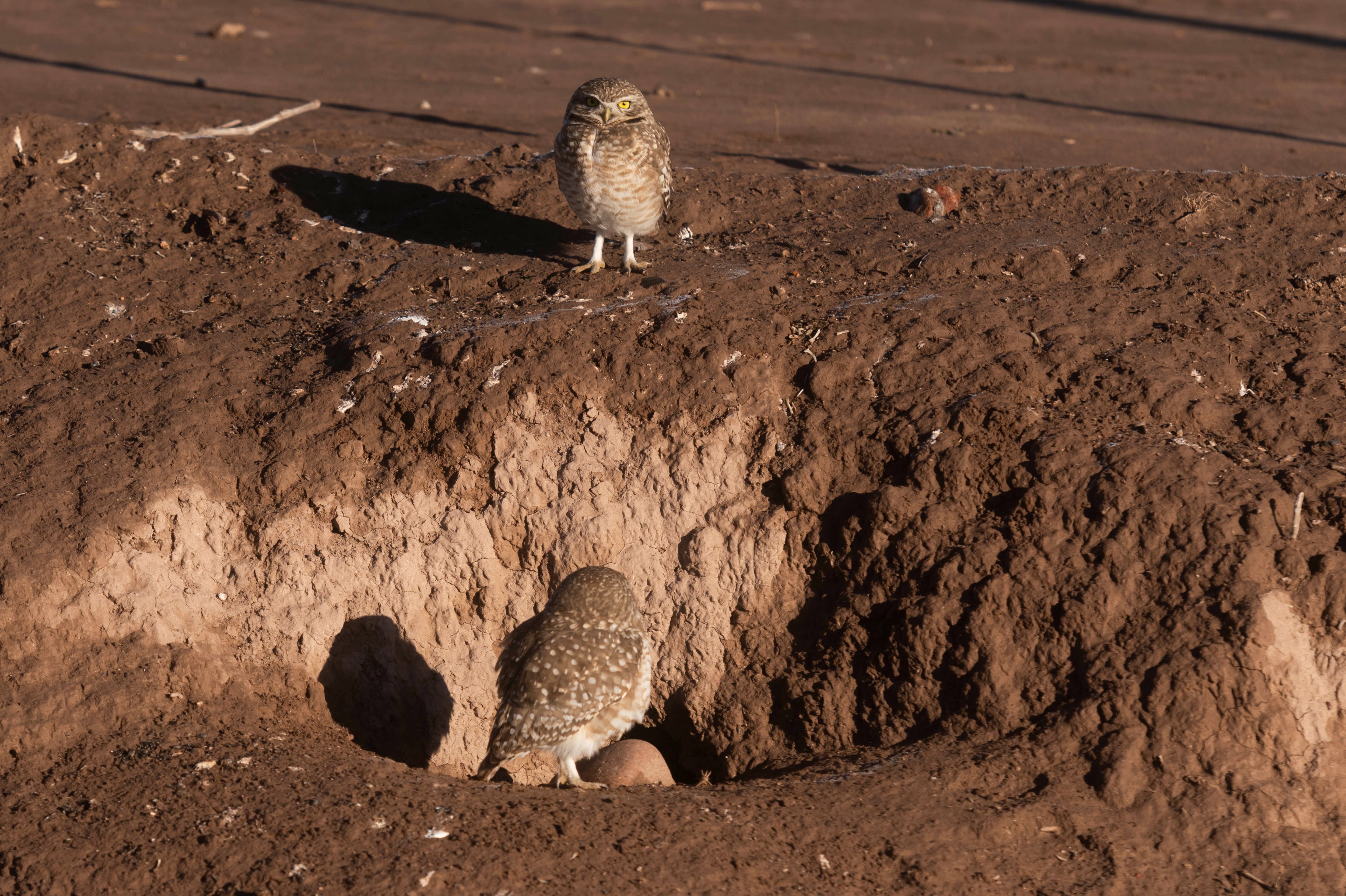 Una familia de lechuzas anidan cerca de un viñedo en Luján.
Fotos: Ignacio Blanco / Los Andes