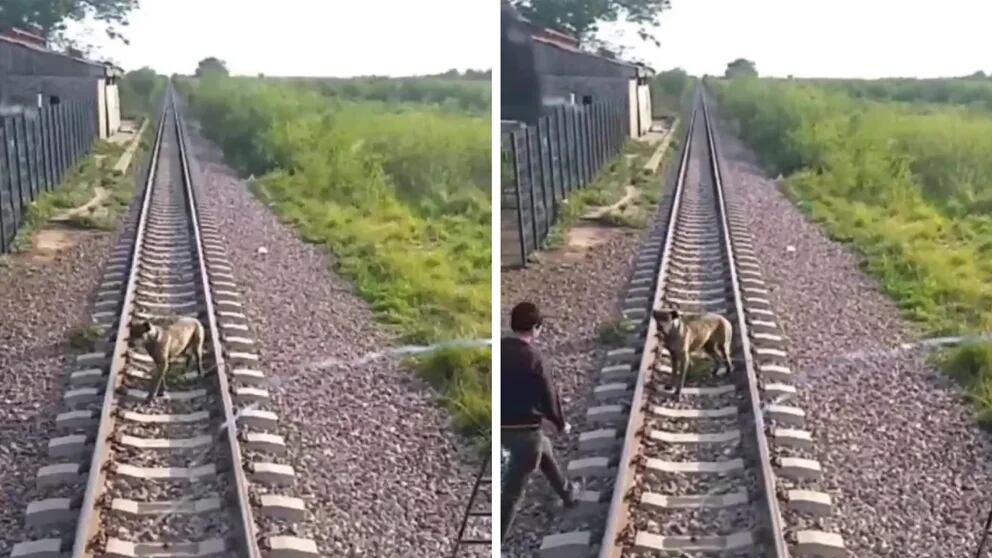 Fue al ayudante del conductor el que descendió de la formación para desatar al perro. Foto: Web