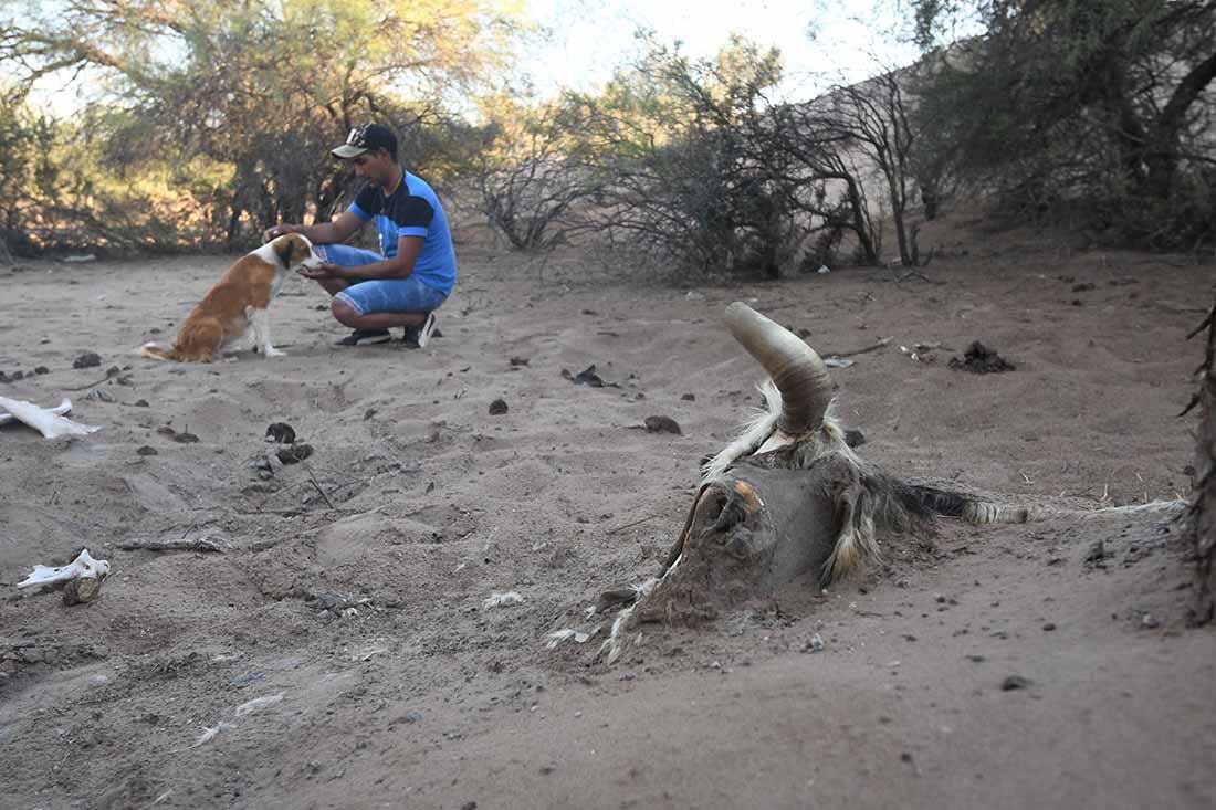 Desde el mes de Mayo del 2021 no llueve, y los animales mueren de sed y tambien de hambre al no haber pasto por la escasez de lluvia en la zona del secano Lavallino. Foto José Gutierrez