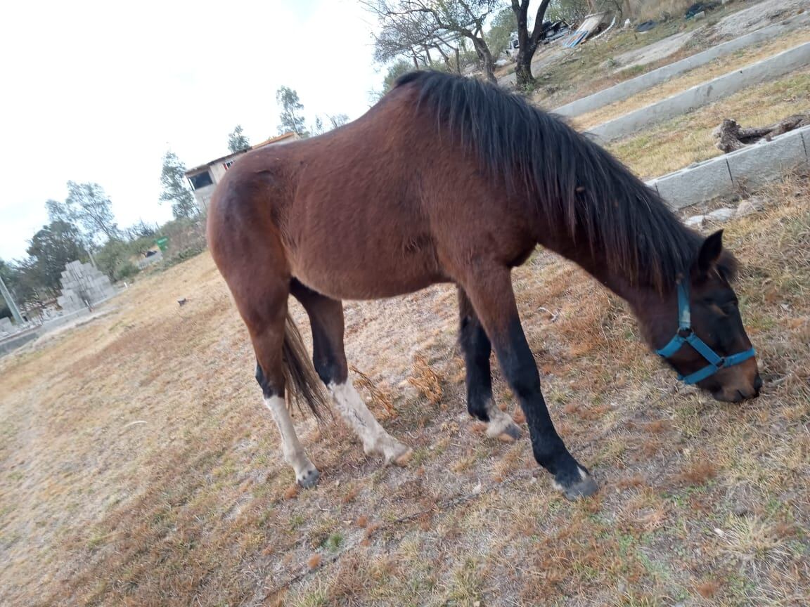 Se detectó en Mendoza el primer brote de encefalomielitis equina, un virus que ya está causando infecciones severas en el país y se ha notificado en 14 provincias 