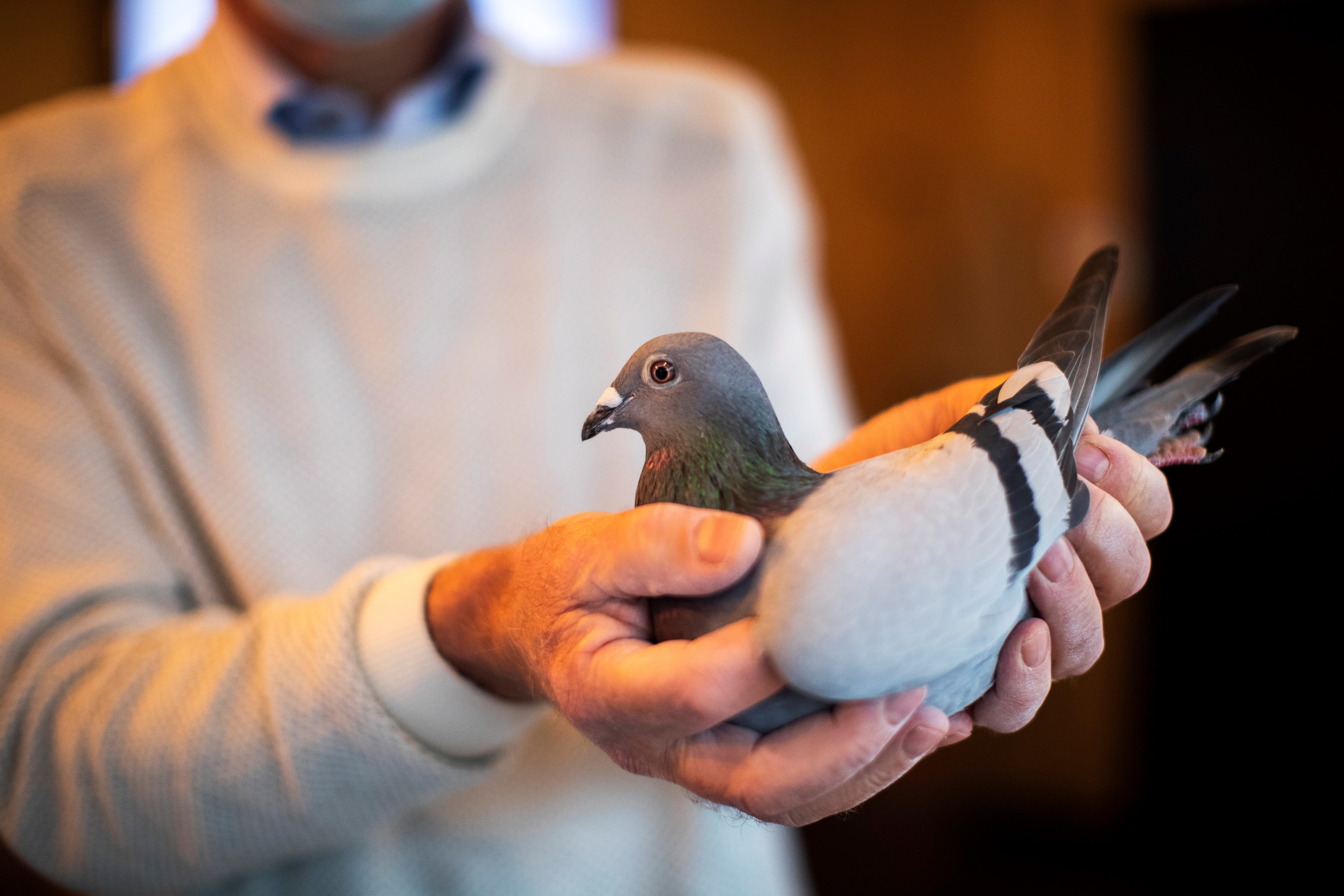 A sus dos años, New Kim, cuyo precio de salida fue de unos 237 dólares es ya una habitual de los concursos de palomas.