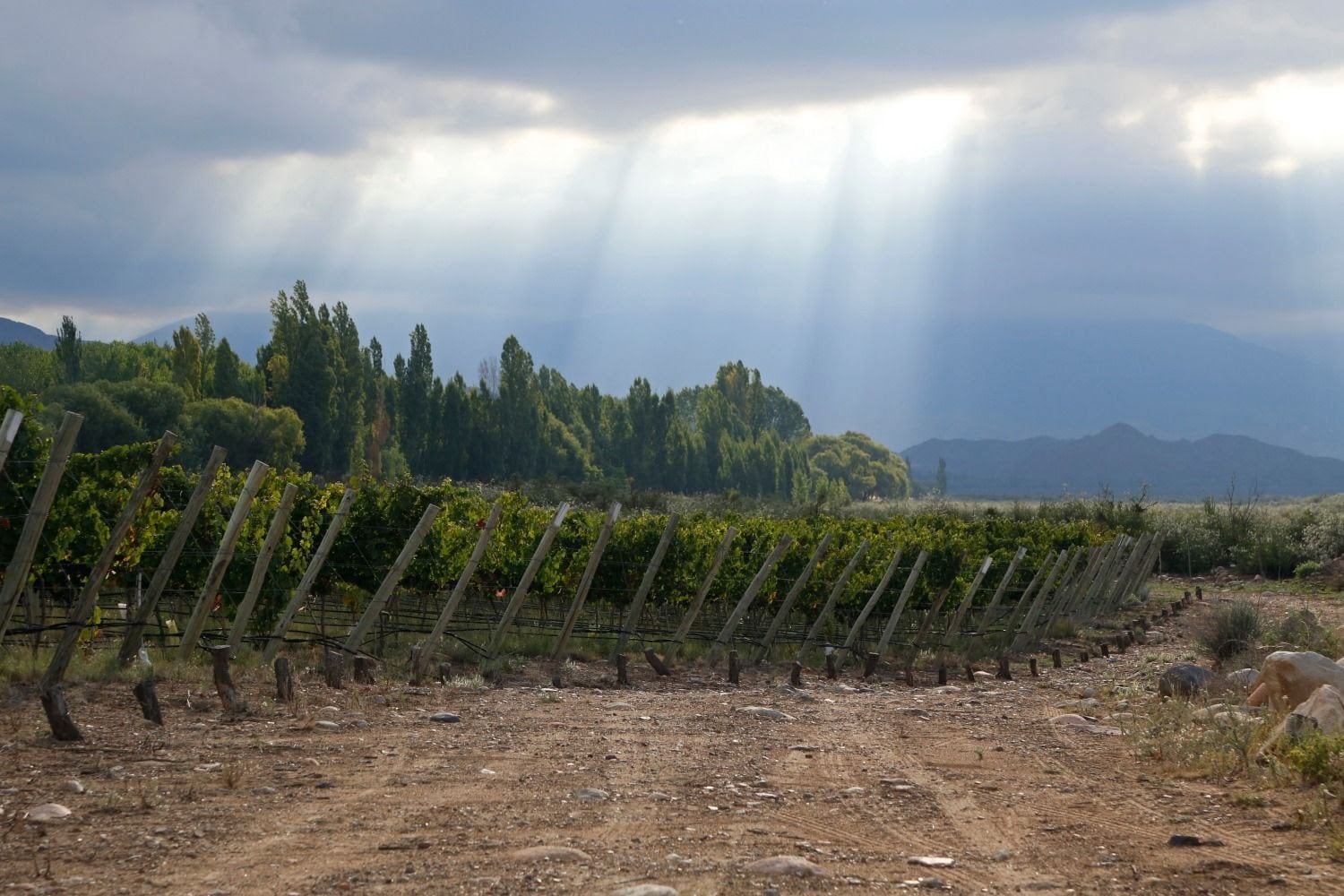 El enoturismo es un producto probado y con potencial