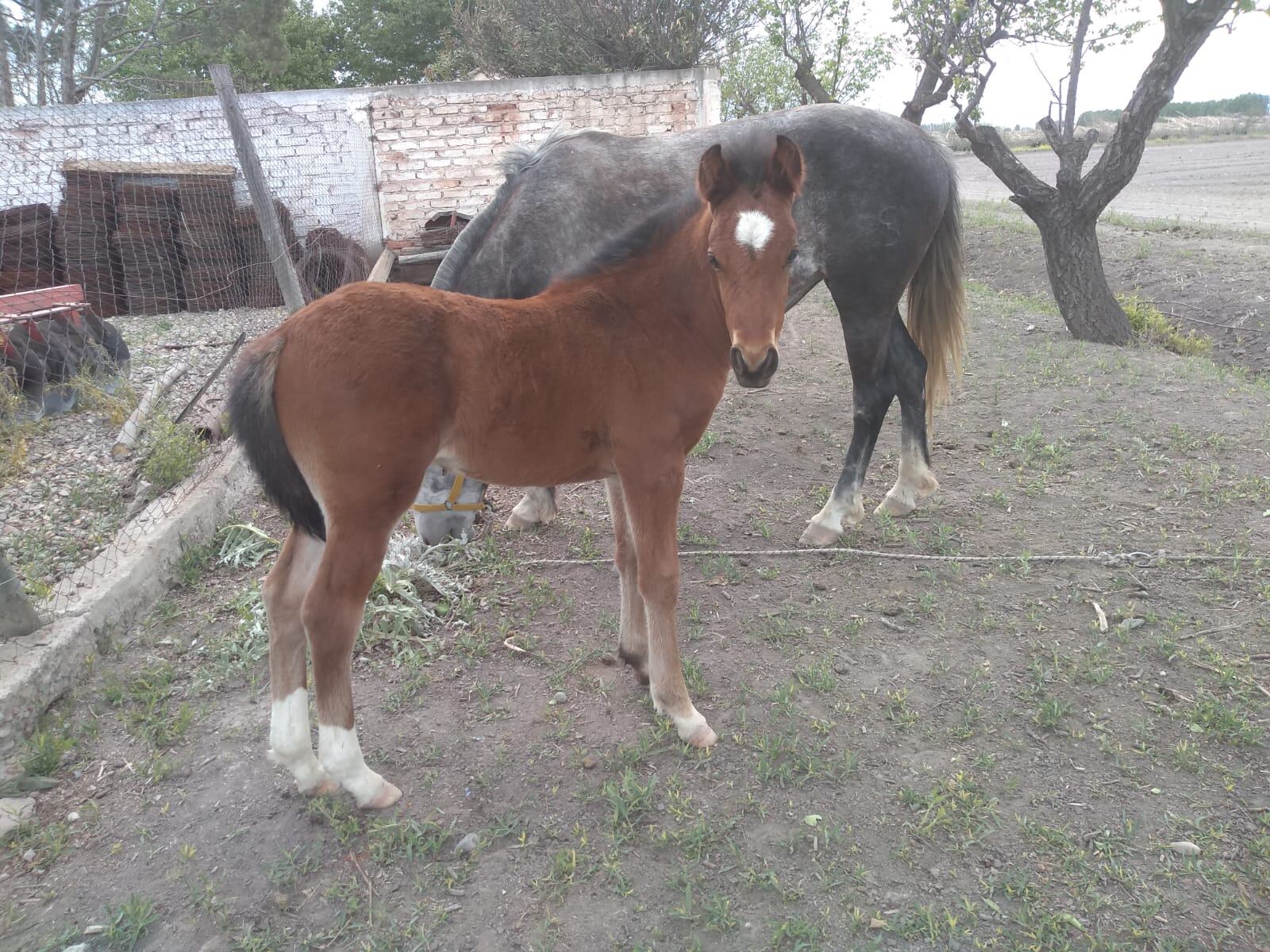 Imágenes de los caballos robados. / Gentiieza