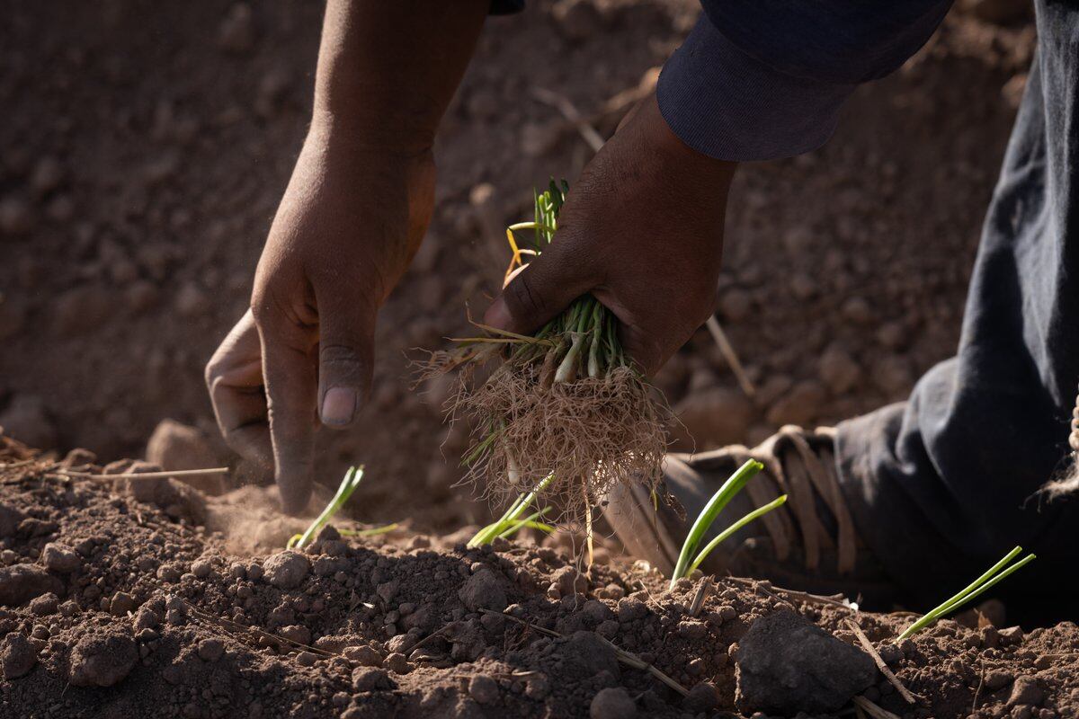 Con la pericia de la experiencia, van colocando rápidamente los brotes de cebolla, horas antes de que les toque el turno de riego. Foto: Ignacio Blanco / Los Andes