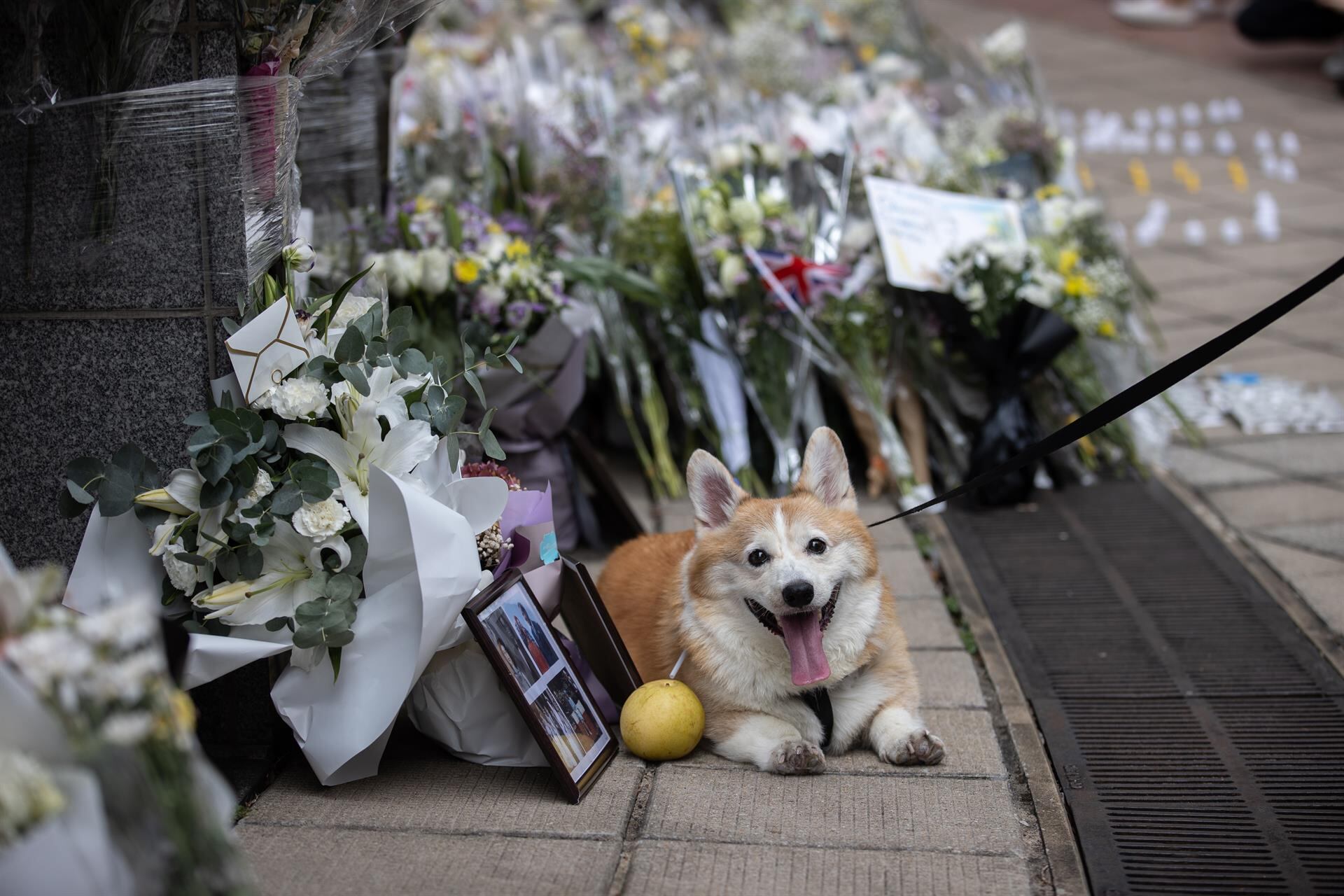 Corgis, los perros de la reina que son furor, casi ni se crían en Argentina y cuestan hasta 4.000 dólares. Foto: EFE