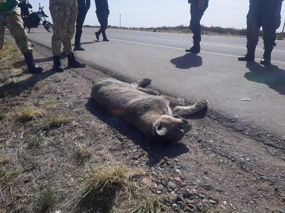 El ejemplar fue hallado el lunes por la madrugada, y todo parece indicar que había sido embestido minutos antes. Foto: Gentileza S.O.S Acción Salvaje.