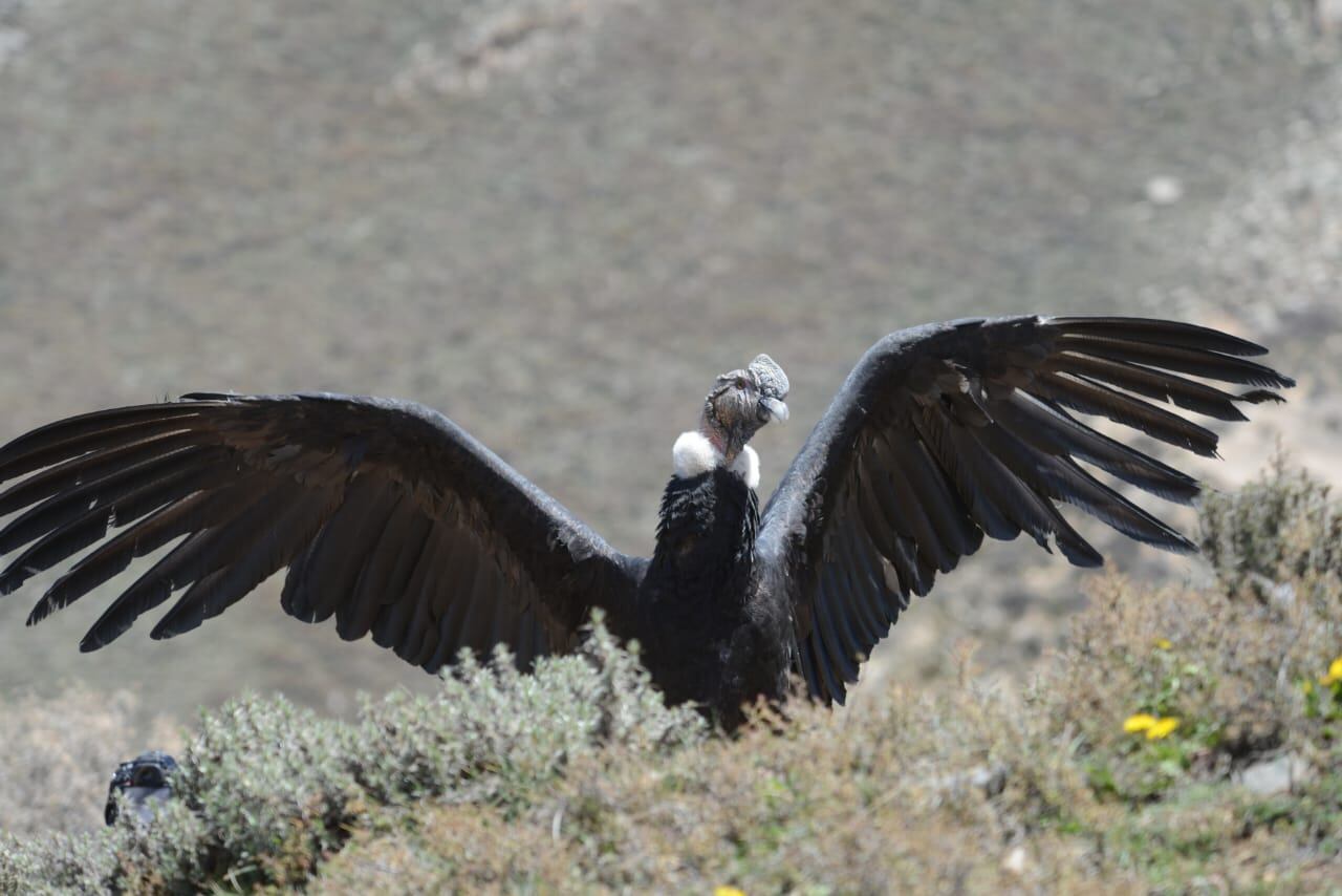 Emotivo video: el momento en que un cóndor cae en la cuenta de que es libre y vuela hacia la cordillera mendocina. Foto: Gentileza Fundación Cullunche