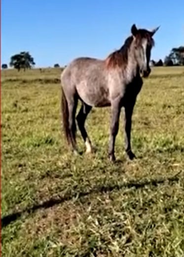 Trasladar al caballo era más caro que comprarlo.