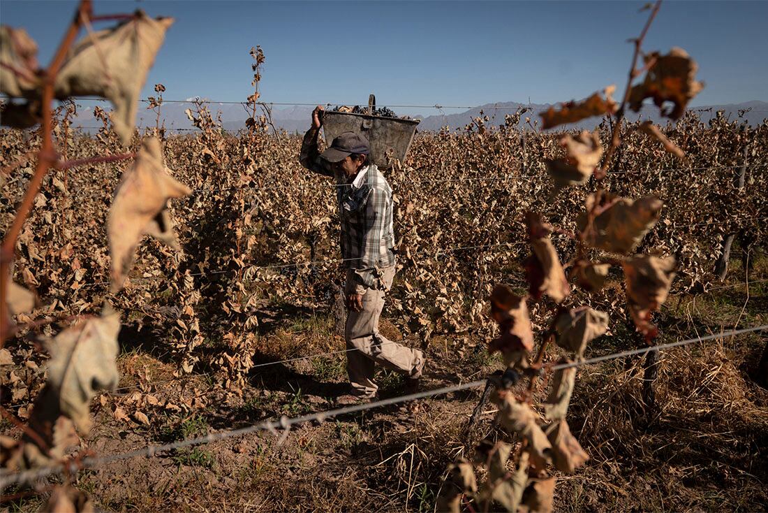 Cosecha manual del varietal Malbec en Agrelo, Luján de Cuyo.
Cosechador Osvaldo Pereyra

Foto: Ignacio Blanco / Los Andes  