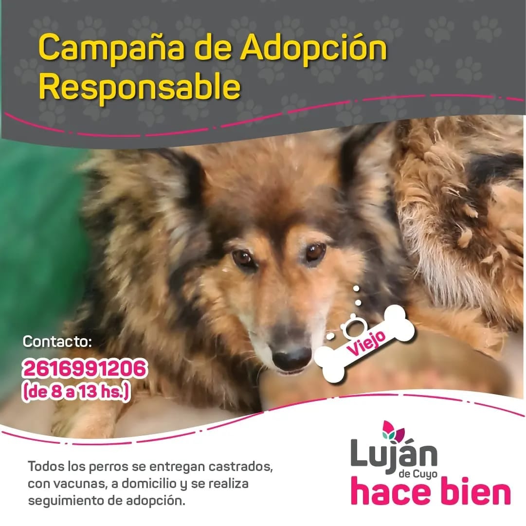 La original campaña en redes con que Luján busca dar en adopción a 9 perritos rescatados de situaciones traumáticas. Foto: Facebook Municipalidad Luján de Cuyo