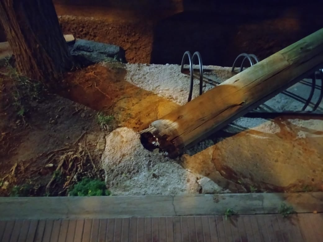 La madera se quebró en la base del poste y se desplomó sobre el auto